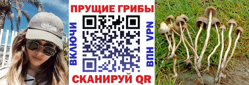 блэк спрут рабочий сайт мориарти какой сайт Галлюциногенные грибы Magic Shrooms Ардатов